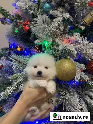 Шпиц Симферополь - изображение 1