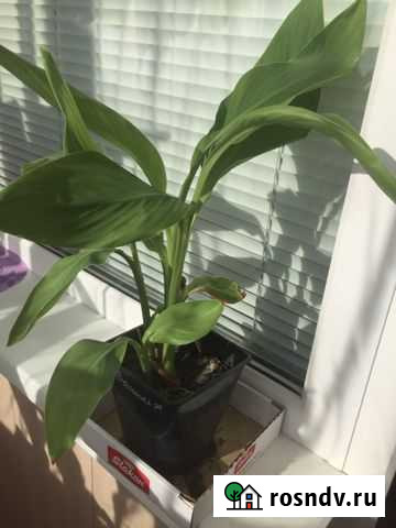 Канна Курган - изображение 1