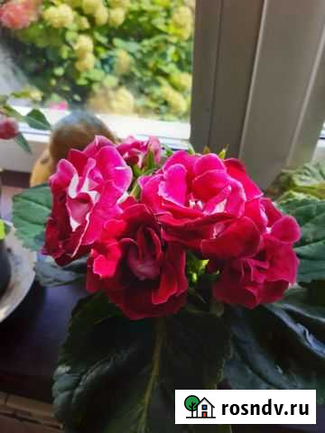 Глоксиния махровая Малоярославец - изображение 1