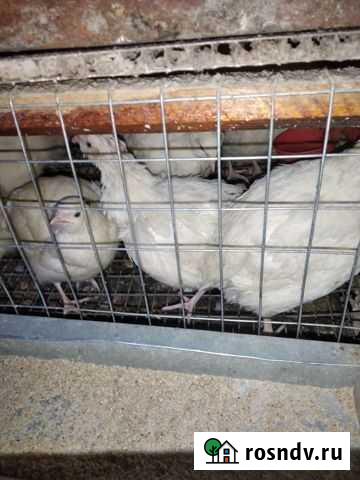 Перепела Новоомский - изображение 1