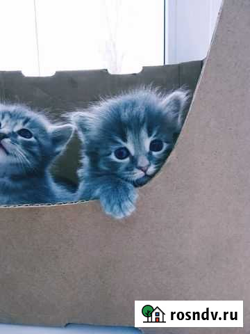 Кошка Ржев - изображение 1