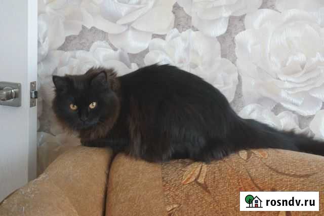 Кошка в добрые руки Валуйки - изображение 1