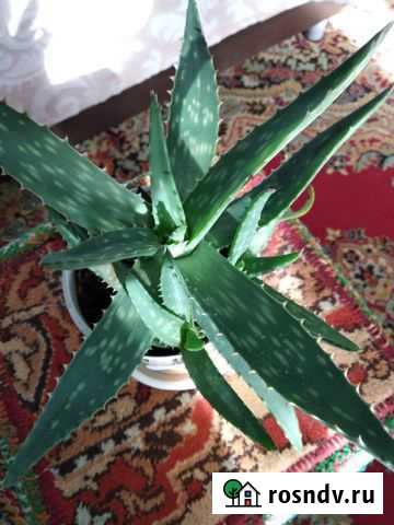 Алоэ Вера продам Оренбург - изображение 1