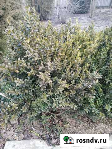 Самшит Мечетинская - изображение 1