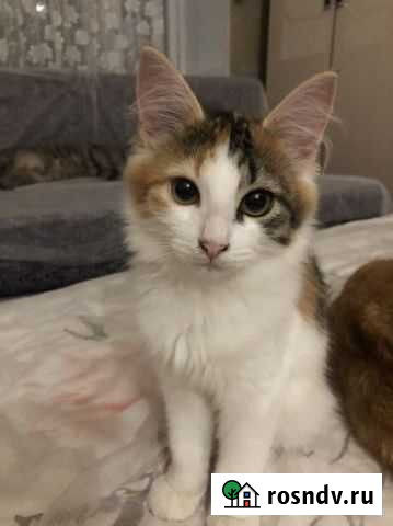Ищем дом котенку Лениногорск - изображение 1