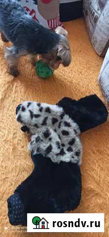 Одежда для Йорка.(стандарт) Саки - изображение 1