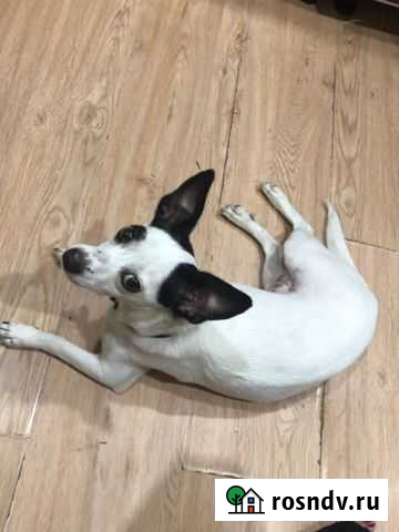 Собака Большой Камень - изображение 1