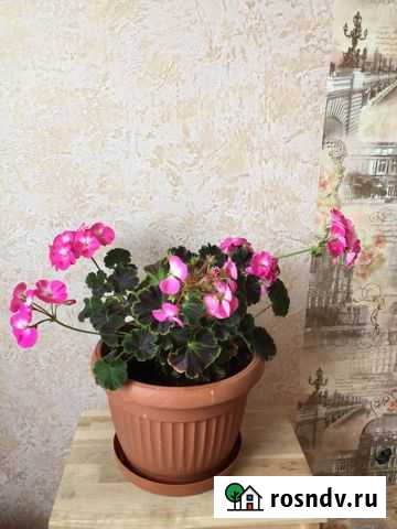 Герань пеларгония Нижневартовск - изображение 1