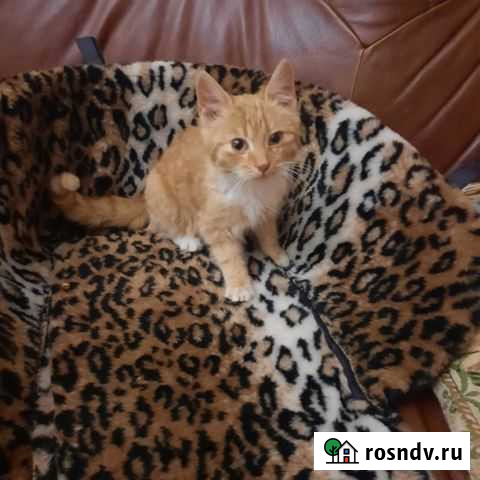 Девочка рыженькая в добрые руки Симферополь - изображение 1