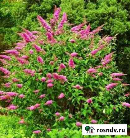 Спирея Березовский