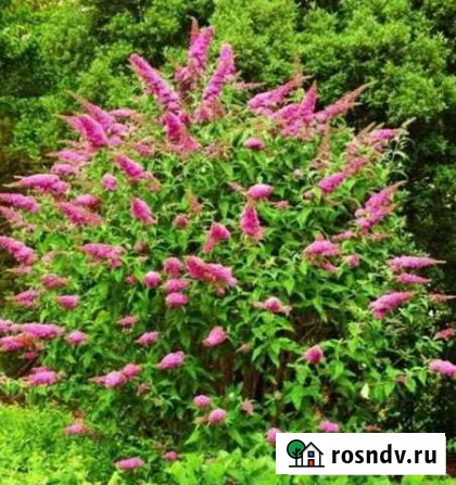 Спирея Березовский - изображение 1