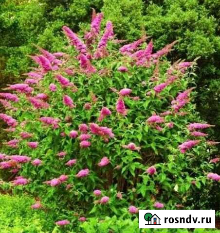 Спирея Березовский - изображение 1