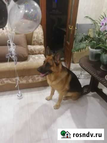 Немецкая овчарка Симферополь - изображение 1