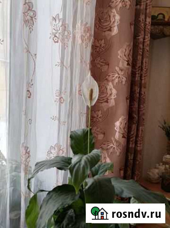 Растения Златоуст - изображение 1