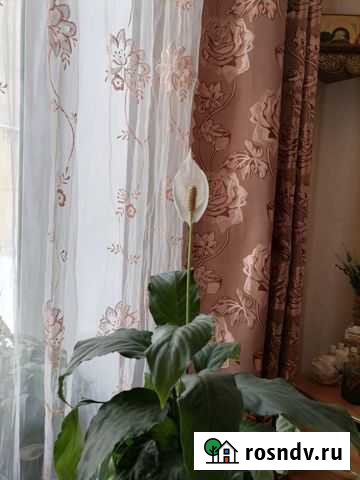 Растения Златоуст - изображение 1