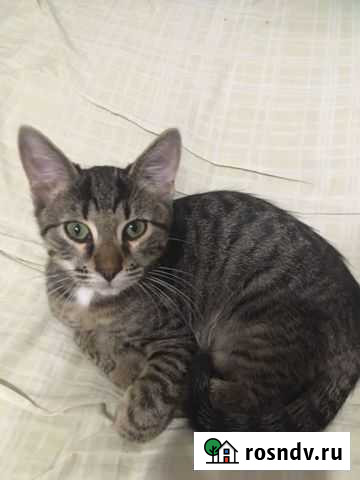 Животные Павловский Посад - изображение 1