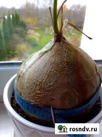 Бовея (Bowiea volubilis) Домодедово