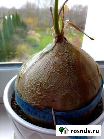 Бовея (Bowiea volubilis) Домодедово - изображение 1