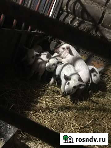 Поросята белая+мангалица Тобольск - изображение 1