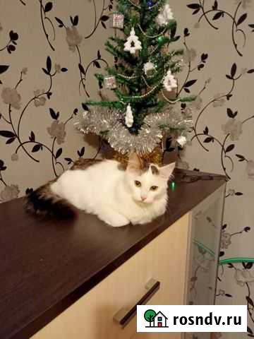 Кошечка в добрые руки Смоленск - изображение 1