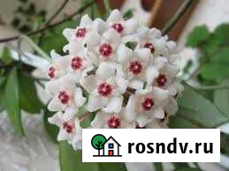 Хойя Карноза Красногорск - изображение 1