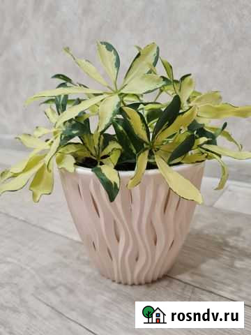 Фикус, шеффлера, аглаонема, строманта Хабаровск - изображение 1