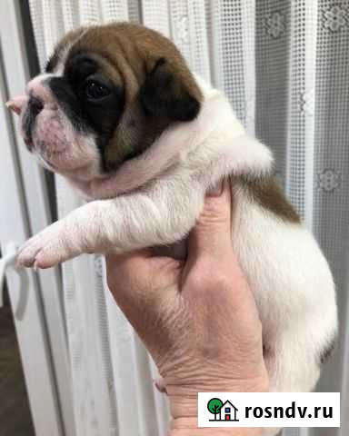 Французский бульдог щенки Волгоград - изображение 1