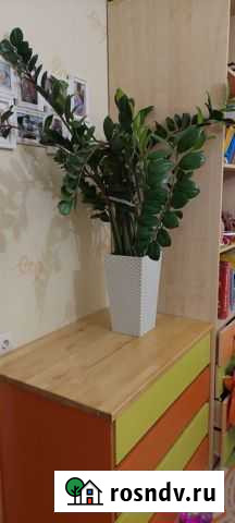 Замиокулкас Ижевск - изображение 1