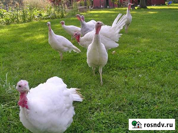 Индюки Индюшки Баксан - изображение 1