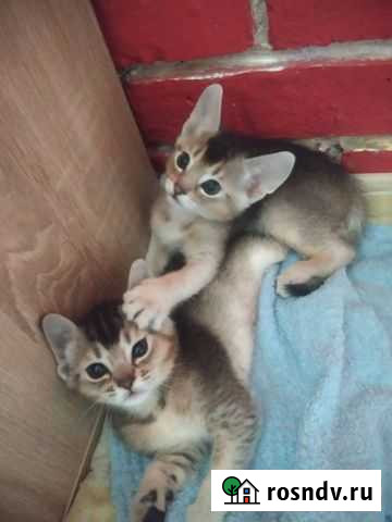 Абиссинские котята Симферополь - изображение 1