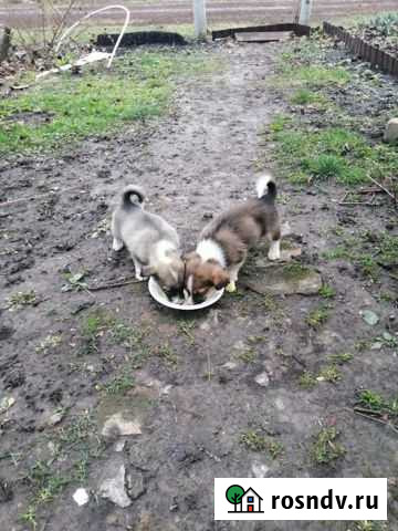 Отдам в добрые руки Рыльск - изображение 1