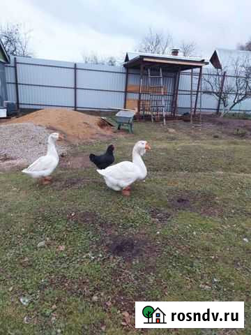 Холмогорские гуси Балабаново - изображение 1