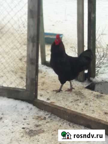 Молодые петухи Сасово - изображение 1