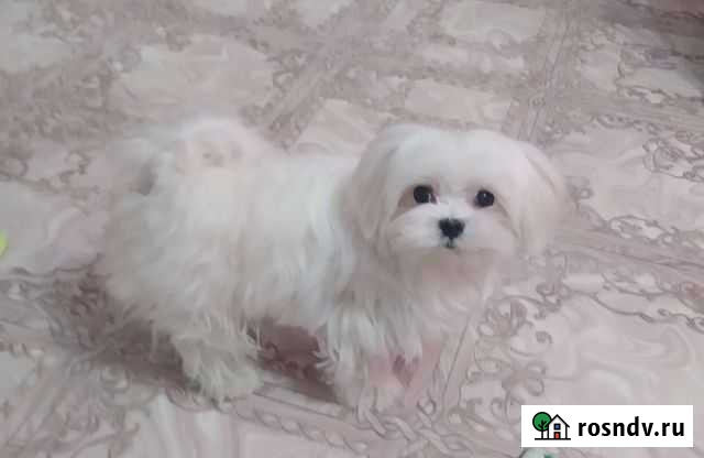 Вязка кобель Мальтезе Киров - изображение 1
