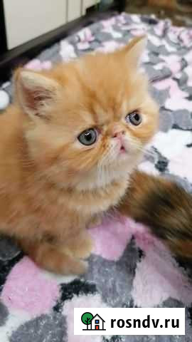 Экзотический котенок Кстово - изображение 1