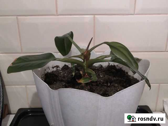 Дендробиум Мурино - изображение 1