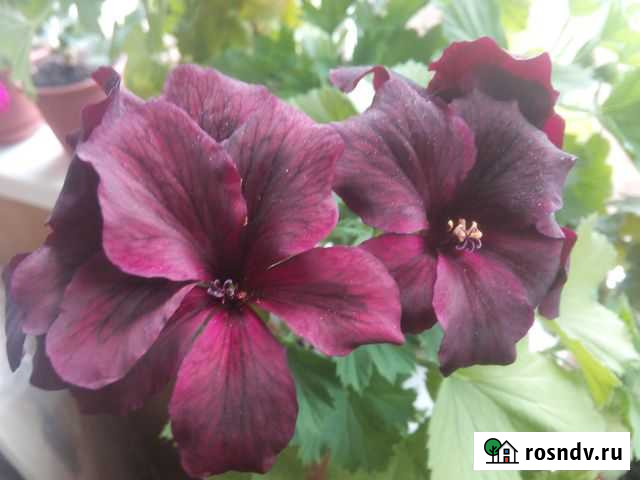 Королевские герани Пермь - изображение 1