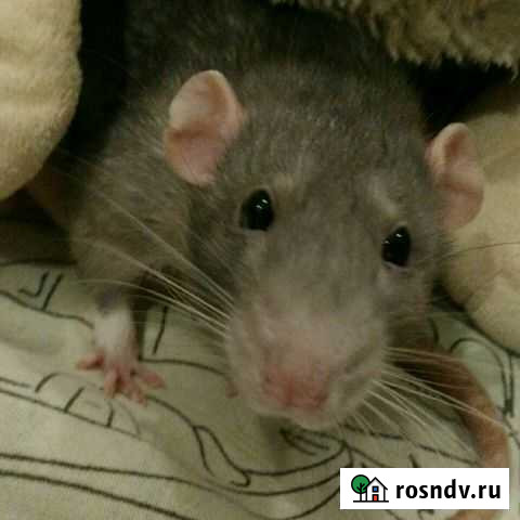 Передержка Новосибирск - изображение 1