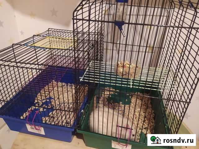 Отдам крысу в хорошие руки Новый Свет - изображение 1