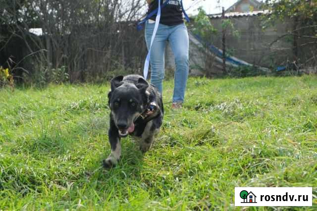 Собака Армавир - изображение 1