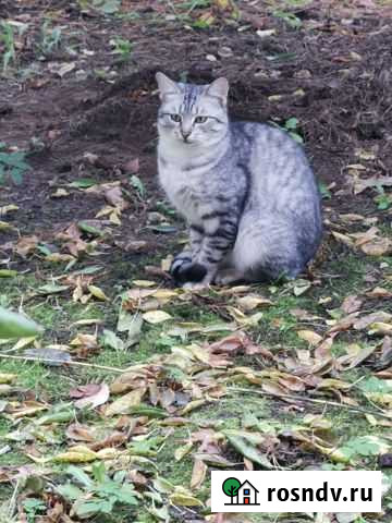 Кот невероятной красоты Барвиха - изображение 1