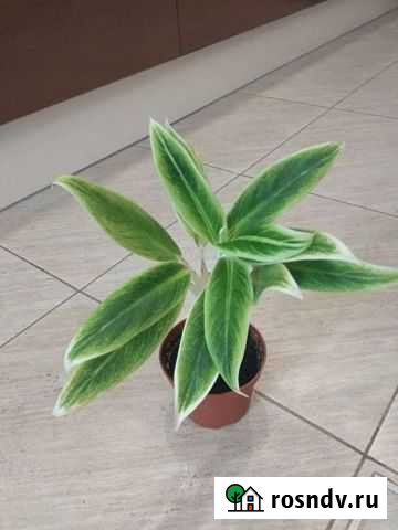 Аглаонема и замиокулькас Саратов - изображение 1