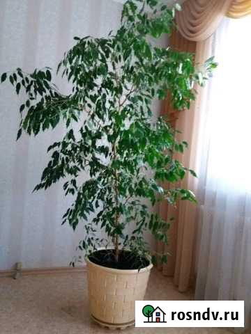 Бенджамина Оренбург - изображение 1