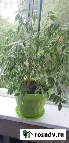 Фикус бенджамина большой Комсомольск-на-Амуре - изображение 1