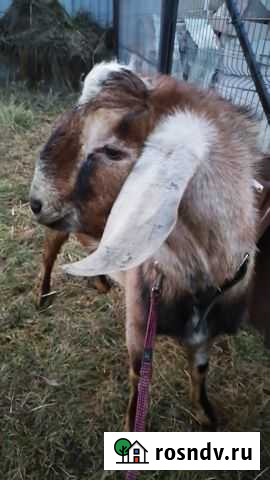 Козы,козел нубийский Калуга - изображение 1