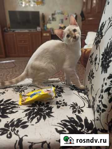 Бенгальская кошка Славянск-на-Кубани - изображение 1