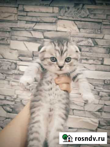 Шотландские вислоухие Иваново - изображение 1