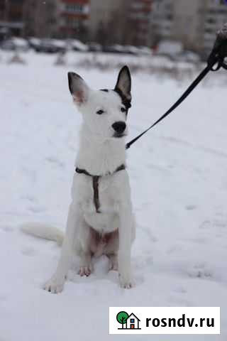 Собака Жуковский - изображение 1