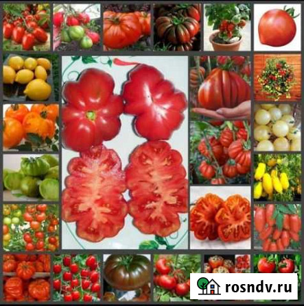 Cемена томатов Смоленск - изображение 1