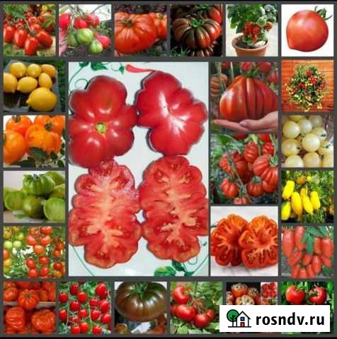 Cемена томатов Смоленск - изображение 1